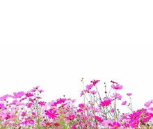 Cosmos Flower And Green Stalk At Field, Isolated On White Background.