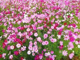 Fototapeta Kosmos - Pink, white and red cosmos flower are bloom at field crop, background.