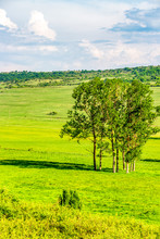 A Group Of Deciduous Trees In A May Green Pasture, Bulgarian Agricultural Landscape