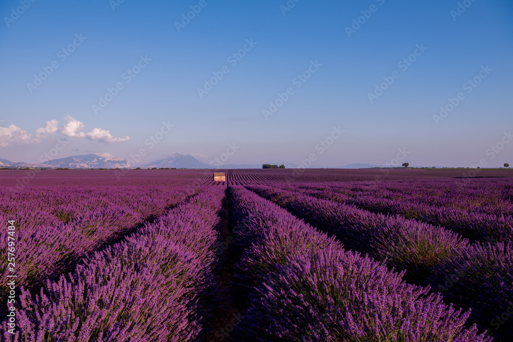 stone house at lavender field - obrazy, fototapety, plakaty 