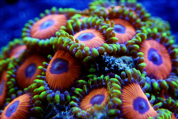 Macro shot on soft zoanthus polyps colony  