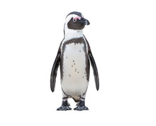 South Africa Penguins In The Boulders Beach Nature Reserve. Cape Town, South Africa , Isolate On White Backgroud With Clipping Path