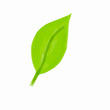Green leaf, vector