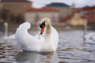 Wall Mural - Beautiful swan od the river