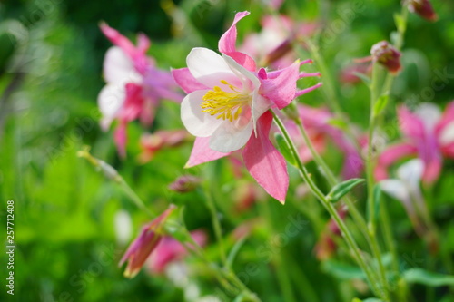Fotomural Aquilegia vulgaris - Common columbine