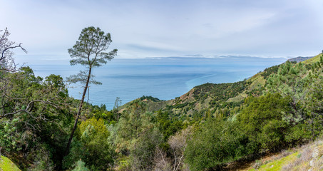 Wall Mural - Panorama of Coastal Forest with Ocean