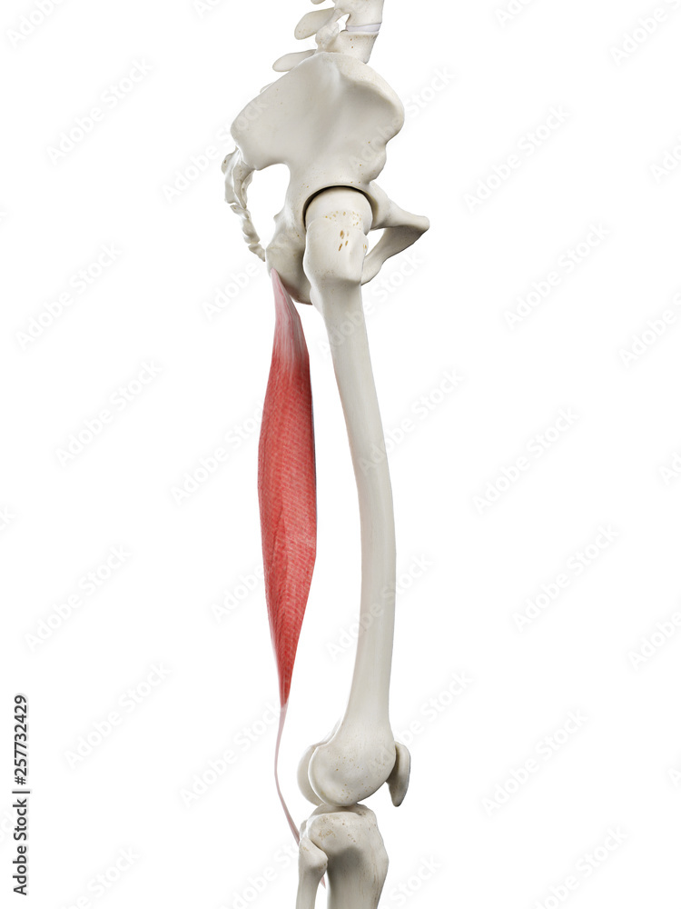 Ilustración de Stock 3d rendered medically accurate illustration of a ...