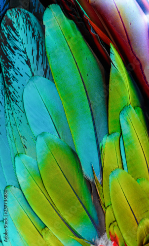 Close up of blue-and-gold macaw bird's feathers, exotic nature background and...
