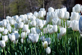 Fototapeta Tulipany - white tulips in spring
