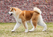 © Happy monkey - Japanese Akita Inu dog for a walk