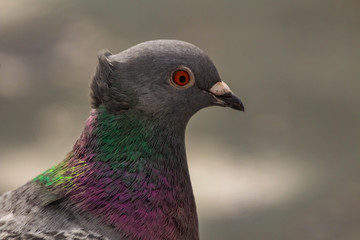 Canvas Print - pigeon