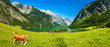 Bayerische Idylle, Kühe grasen auf grüner Wiese am Königssee unter blauem Himmel