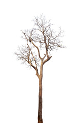 Wall Mural - dead tree isolated on white background