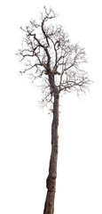 Wall Mural - dead tree isolated on white background