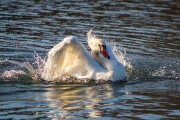 Wall Mural - swan