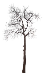 dead tree isolated on white background