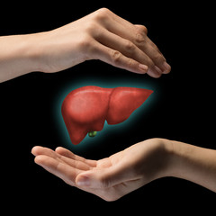 A human liver between two palms of a woman on black isolated background. The concept of a healthy liver.