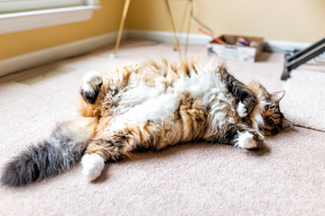 Closeup of calico maine coon cat on carpet in room looking up lying on back lazy overweight fat adult kitty cute adorable