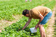 Young man picking strawberries bending over reaching down in green field rows farm carrying basket of red berries fruit in summer