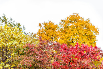 Wall Mural - Virginia yellow orange red autumn trees view in Fairfax County colorful foliage in northern VA with sourwood tree