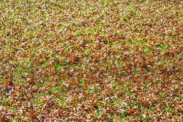 Wall Mural - Colorful orange foliage fall autumn forest with many fallen oak leaves on front or back yard in Virginia abstract closeup