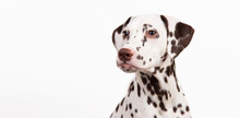 Dalmatian Sitting, Looking The Aside, Isolated On White