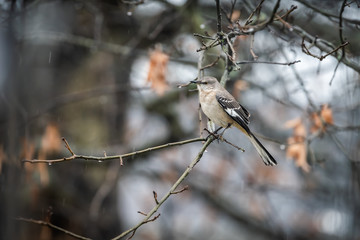 wet one northern mockingbird bird sitting perched on oak tree branch during winter with bokeh backgr