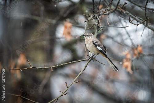 Fotografía Wet one northern mockingbird bird sitting perched on oak tree branch during wint