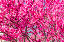 Redbud Tree Branches With Many Flowers Blossom Blooming In Spring In Garden Or Park With Blue Sky In Background