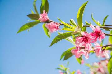 Wall Mural - branch of red flowers blossom background 