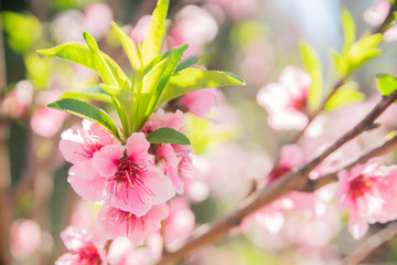 Wall Mural - branch of red flowers blossom background 