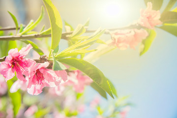 Wall Mural - branch of red flowers blossom background 