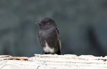 Black Phoebe (Sayornis Nigricans) Perched On A Wall