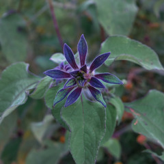 Purple flower background