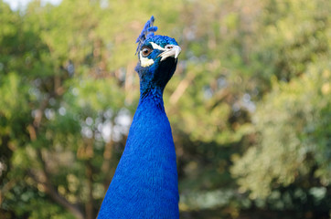 Peacock. Indian wild peacock (Pavo cristatus). Portrait of a beautiful peacock with feathers out. Walking peacock with a beautiful tail as background.