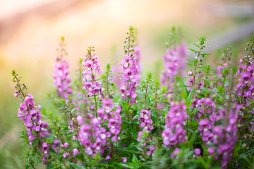 Poster - Victoria Blue Salvia plant in garden , Purple flowers bloom , beautiful flora 