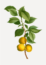 Briançon Apricot Branch