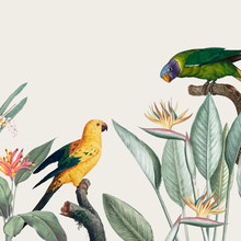 Macaw Tropical Illustration