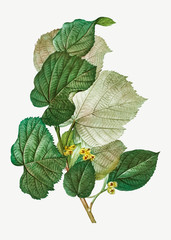 Linden tree branch