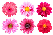 Collection Pink Flower Isolated On White Background