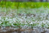 Fototapeta Sawanna - rain falling on the grass in the garden, Drops of heavy rain on the lawn, rainy day