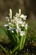 Weiße Hyazinthen (Hyacinthus)