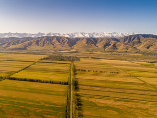 Wall Mural - Yellow field and blue sky. The pastoral landscape. The countryside colorful background，Xinjiang, China。