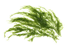 Laminaria (Kelp) Seaweed Isolated On White Background
