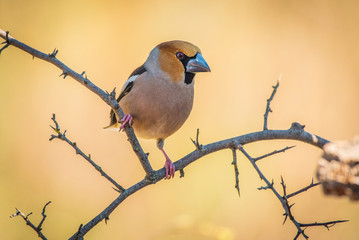 Wall Mural - hawfinch, Coccothraustes coccothraustes