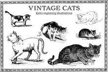 ヴィンテージ猫子猫イラスト 無料画像 - Public Domain Pictures
