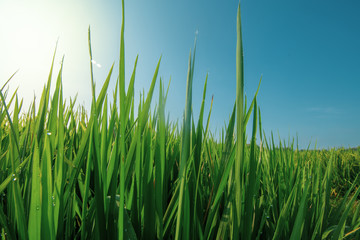 paddy at field ready to harvest