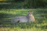 Fototapeta Sawanna - Cheetah in a green grass, South Africa