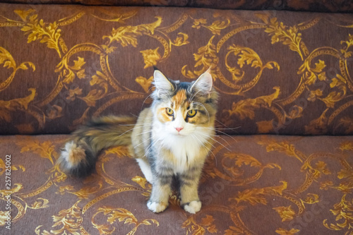 Giant Maine Coon Cat Mainecoon Cat Breeding Of Purebred Cats At