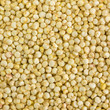 Close photo of Quinoa Seeds, background made of Quinoa seeds. Quinoa seeds from Bolivia and Peru